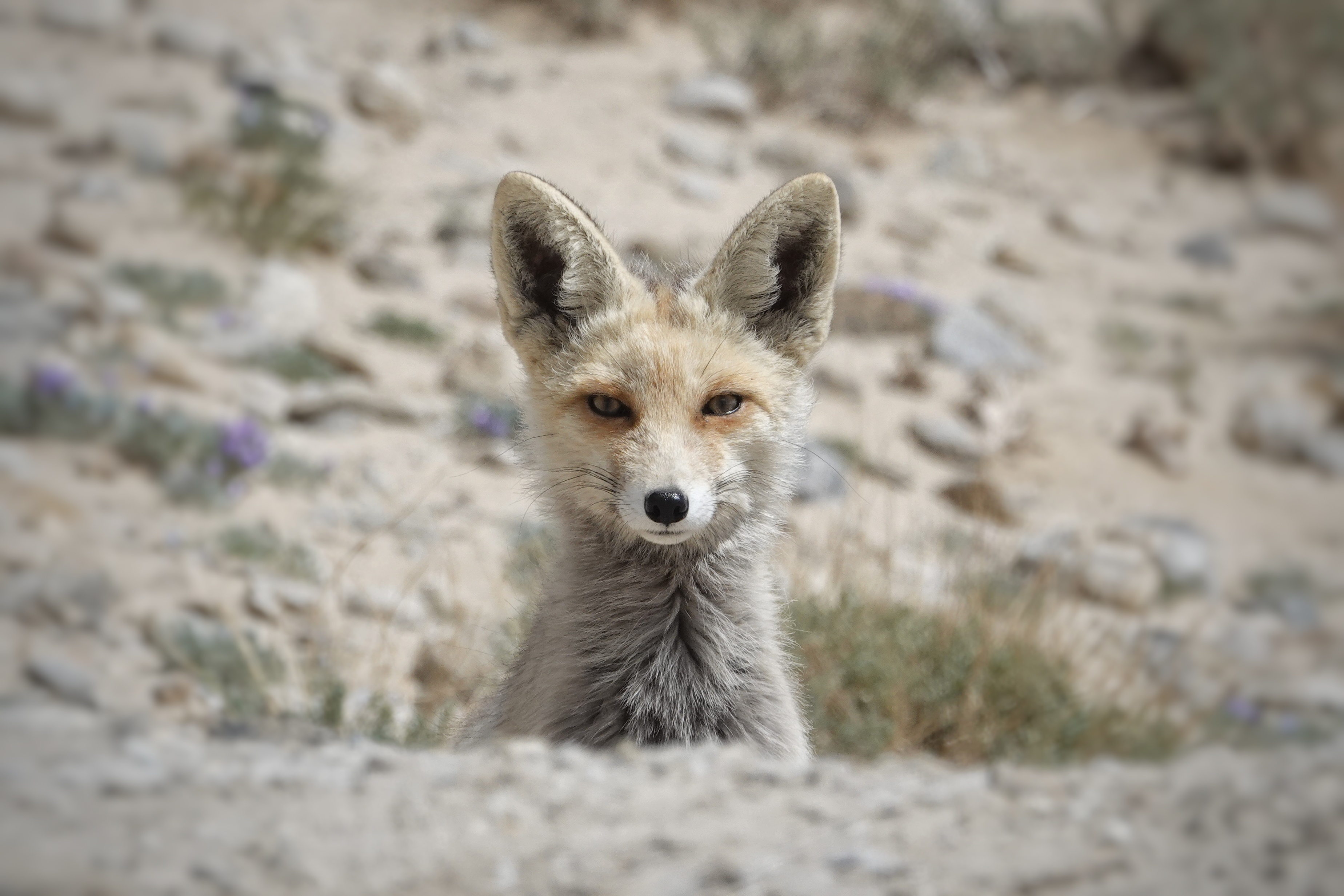 Renard du Pamir